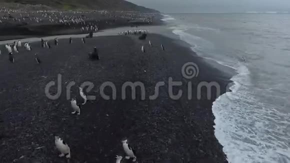 南极海岸的海豹和企鹅安德列夫视频的预览图