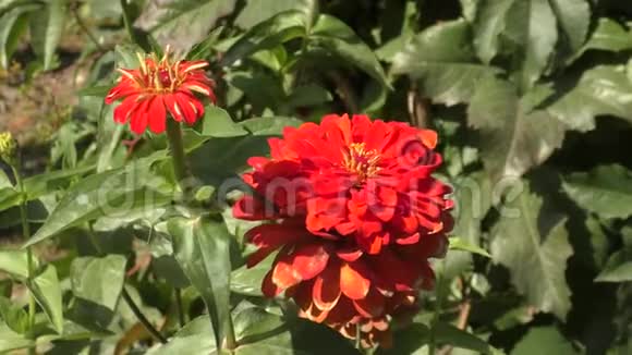 红花zinnia视频的预览图