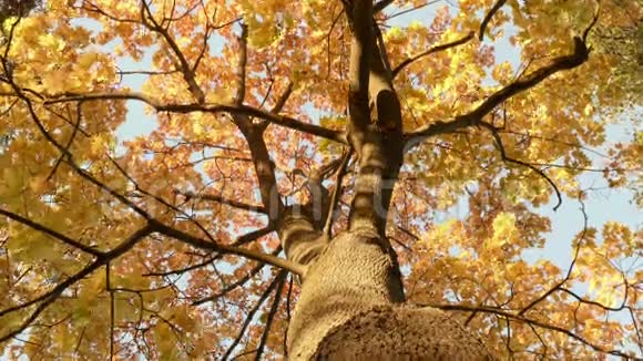 上的金枫树秋天的白天光滑的娃娃射击视频的预览图