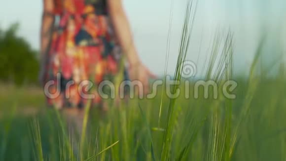 在前背景黑麦穗上在背景上美丽的女孩长腿短裙鲜花走在黑麦里视频的预览图