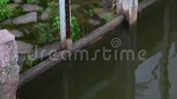 塘处的小坝塘特写镜头视频的预览图