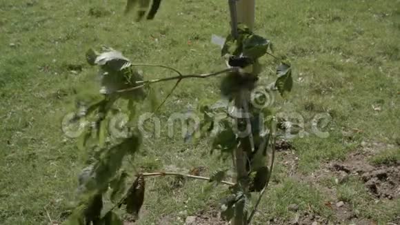 一株年轻的植物在大风中倾斜视频的预览图