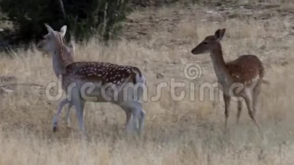 跟着鹿家人站在草地上视频的预览图