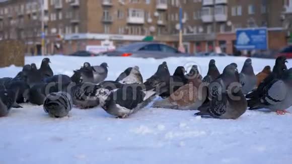 冬天在城市街道上的雪地上放一堆鸽子视频的预览图