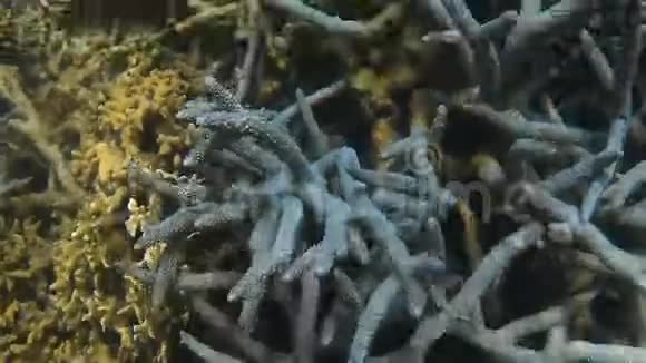 水下彩色珊瑚礁视频的预览图