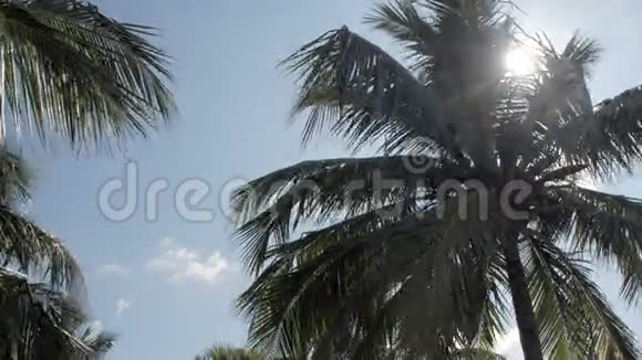 度假胜地的棕榈树和绿草地视频的预览图