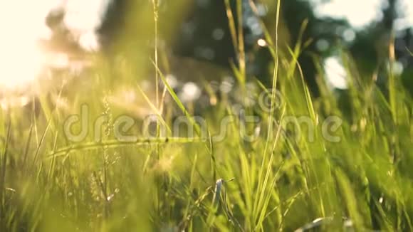 日落时分森林里美丽的绿草视频的预览图