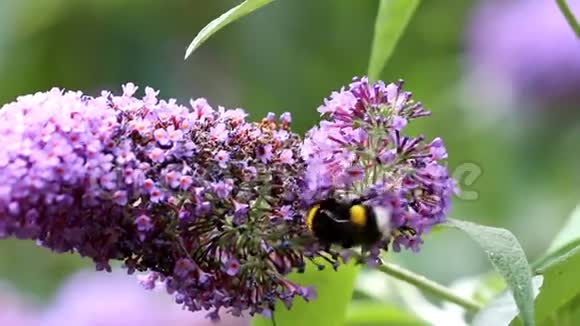 地球大黄蜂在布德利亚花中聚集花粉视频的预览图