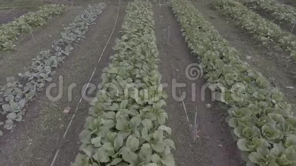 空中农场新鲜有机蔬菜视频的预览图