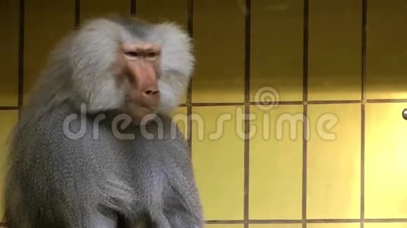 猩猩猴子视频的预览图