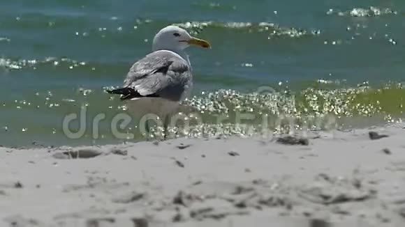 一只海鸥站在黑海沿岸阳光明媚的一天视频的预览图