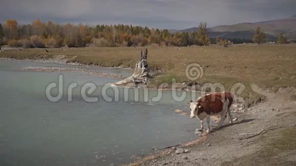 在阳光明媚的秋日奶牛在西伯利亚湖的岸边散步视频的预览图
