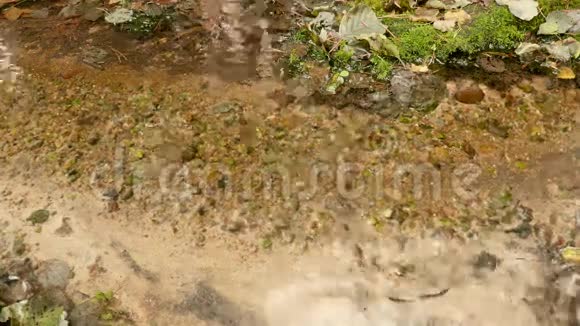 森林里的溪流秋天的白天静态射击视频的预览图