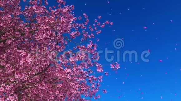 蓝天背景下的樱花慢动作视频的预览图