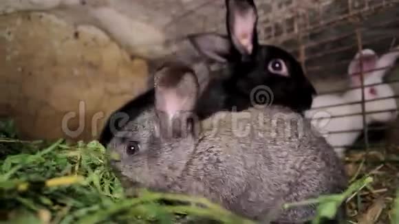 小兔子在笼子里视频的预览图