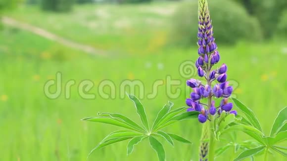 一朵紫色的花长在草地上随风摆动在草地中间的背景下有一条小径视频的预览图