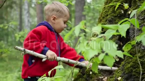 孩子们在秋天公园散步一个男孩站在一棵大树旁手里拿着一根棍子视频的预览图