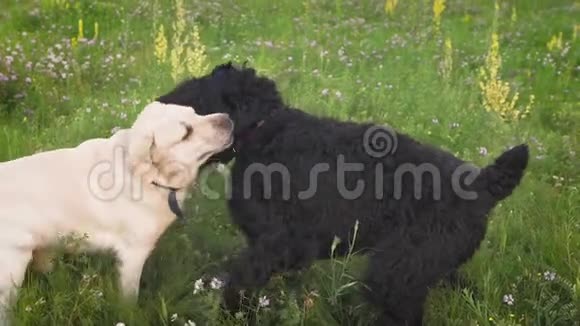 拉布拉多犬和皇家狮子狗在公园里一起玩耍视频的预览图