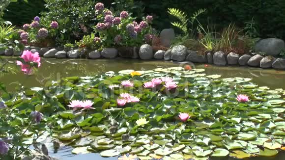 麻雀在花园的池塘里沐浴着睡莲视频的预览图