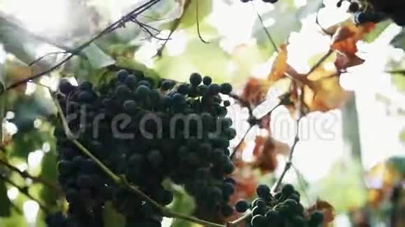 女人的手在葡萄园的茎上挂着黑葡萄视频的预览图