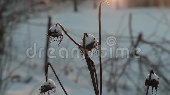 冬季阳光明媚的背景下干燥的植物慢速视频视频的预览图