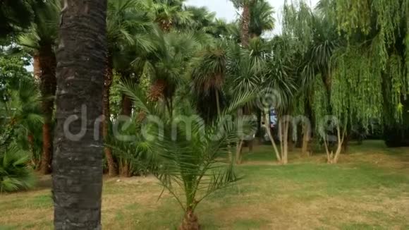 市中心有棕榈树的公园景色4k视频的预览图