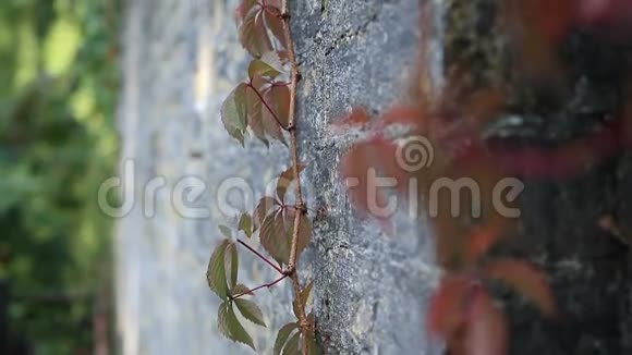 红葡萄藤攀缘砖墙视频的预览图