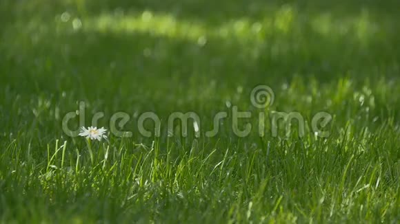 瓜猫走在绿草上视频的预览图