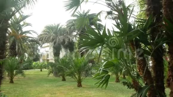 市中心有棕榈树的公园景色4k视频的预览图