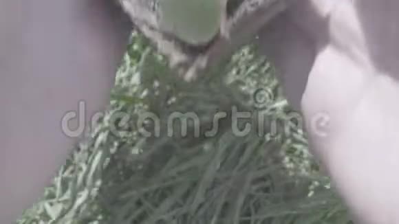 女人手捧一棵小绿树植物俯视视频的预览图
