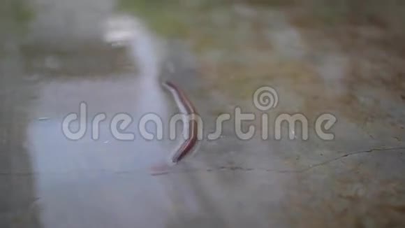 蚯蚓在雨中游荡视频的预览图