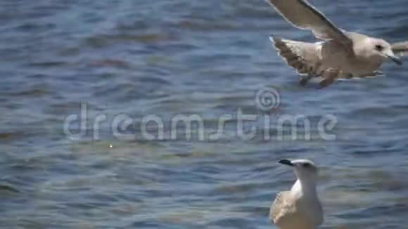 海鸥在海面上空飞行慢动作射击视频的预览图