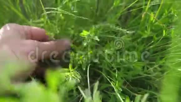 园丁园丁在花园里撕草晒绿男人触摸田野里的草生活方式视频的预览图