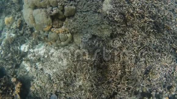 带珊瑚礁和潜水的蓝海底视频的预览图