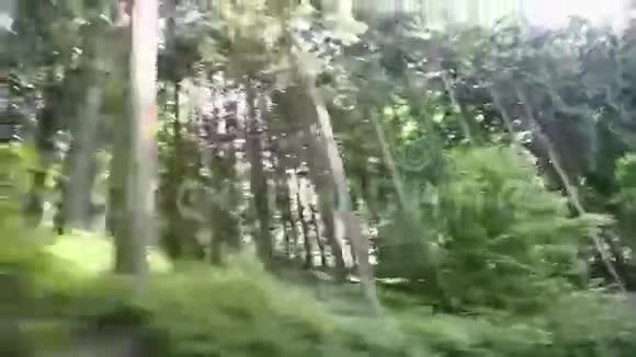 驾驶着高大的树木穿过森林视频的预览图