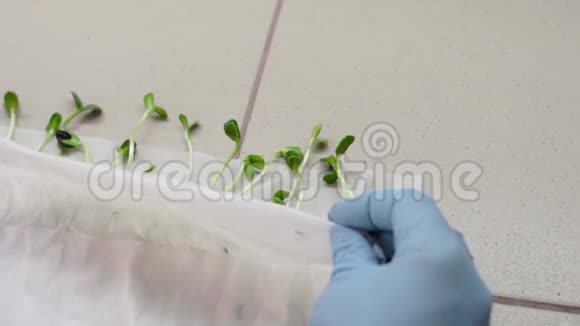 与农业植物进行生物实验室工作视频的预览图