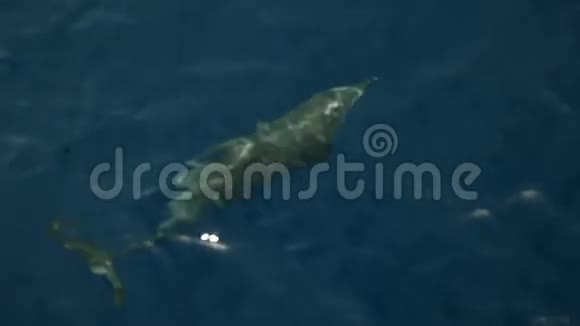 海豚游到水面视频的预览图