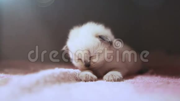 又白又小的困猫视频的预览图