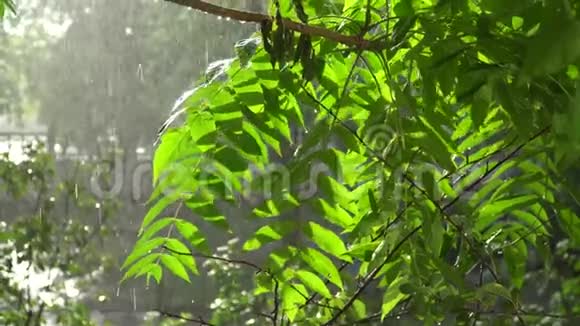 夏日的大雨伴着阳光雨点落在树枝上田园般的宁静景象视频的预览图