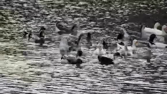 充满野鸭和非洲鹅的湖视频的预览图