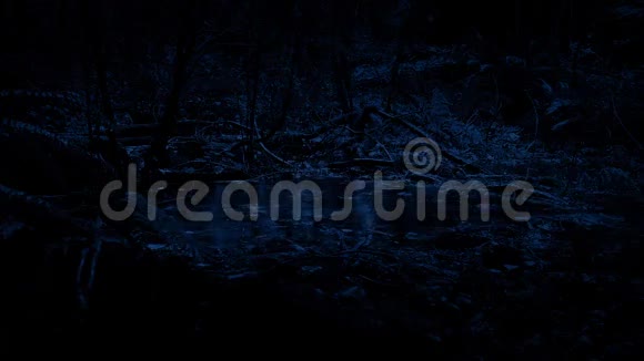 夜间森林中的雨水池视频的预览图