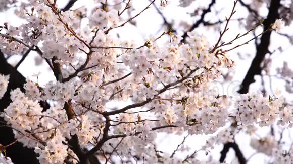 樱花春暖花开视频的预览图
