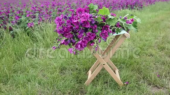 花田前小凳子上美丽的紫色浅视频的预览图
