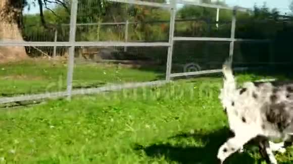 山羊群在农村农场的绿色草地上奔跑养殖小牛视频的预览图