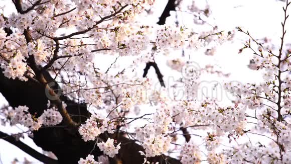 樱花春暖花开视频的预览图
