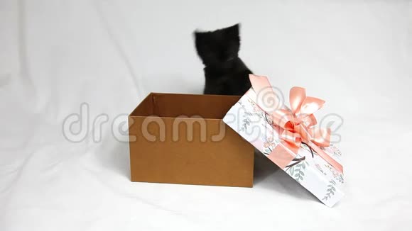 滑稽的黑猫在礼物的盒子上玩粉红色的蝴蝶结视频的预览图