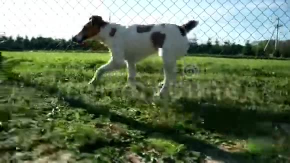 狗种杰克罗塞尔猎犬在绿草上奔跑狗跑草视频的预览图