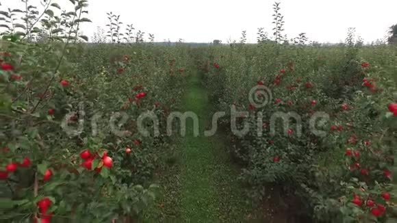 在果园里成熟的苹果树之间飞行鸟瞰视频的预览图