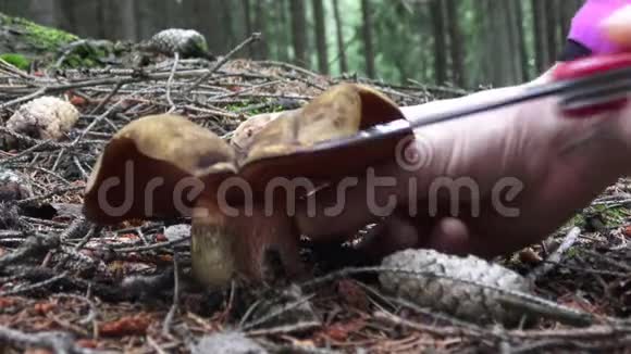 蘑菇的背景是森林树去采蘑菇视频的预览图