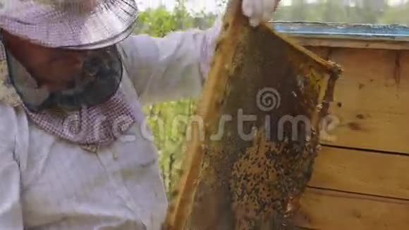 养蜂人拿着一架蜂窝夏季视频的预览图